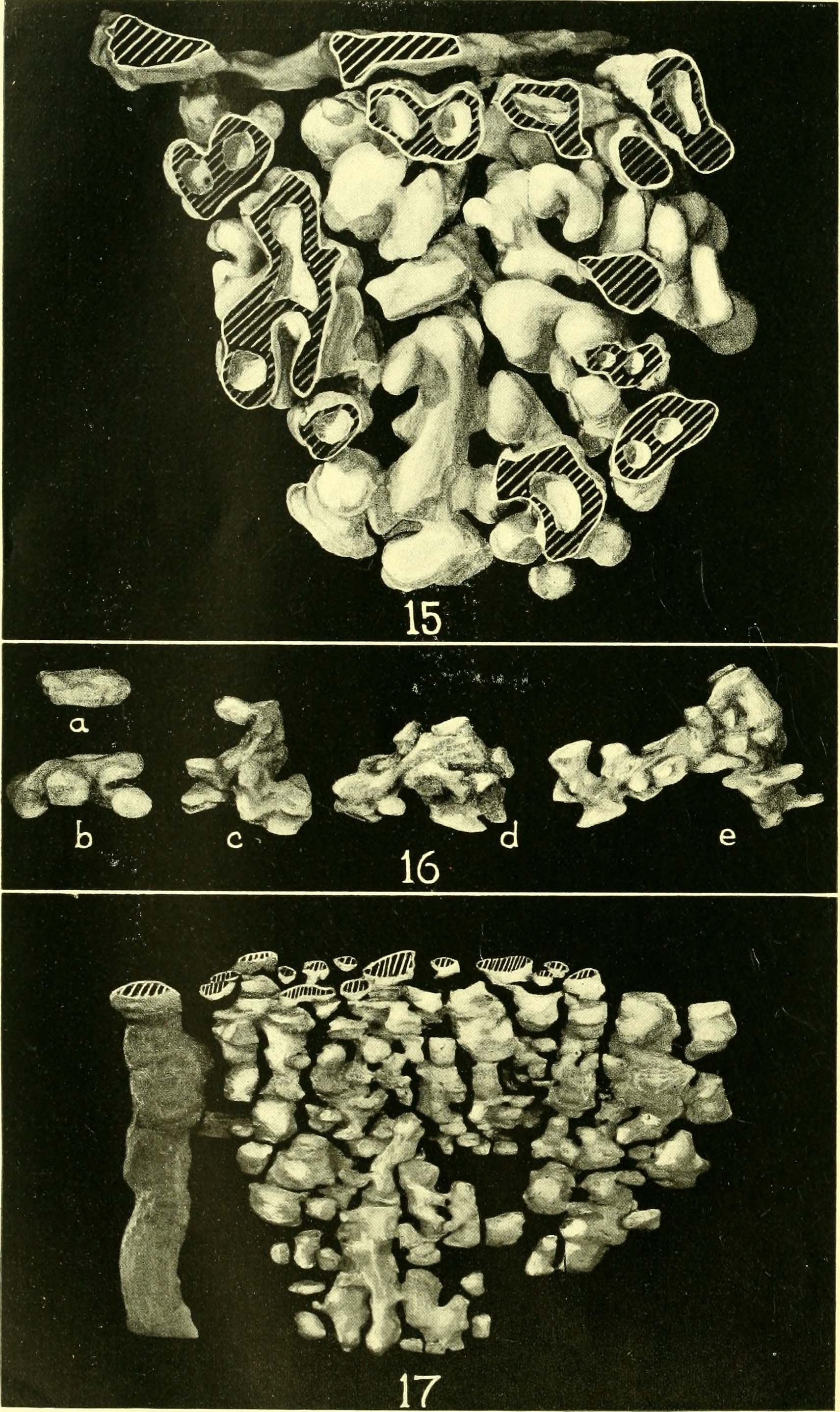 Thyroid gland;The American journal of anatomy (1916).jpg