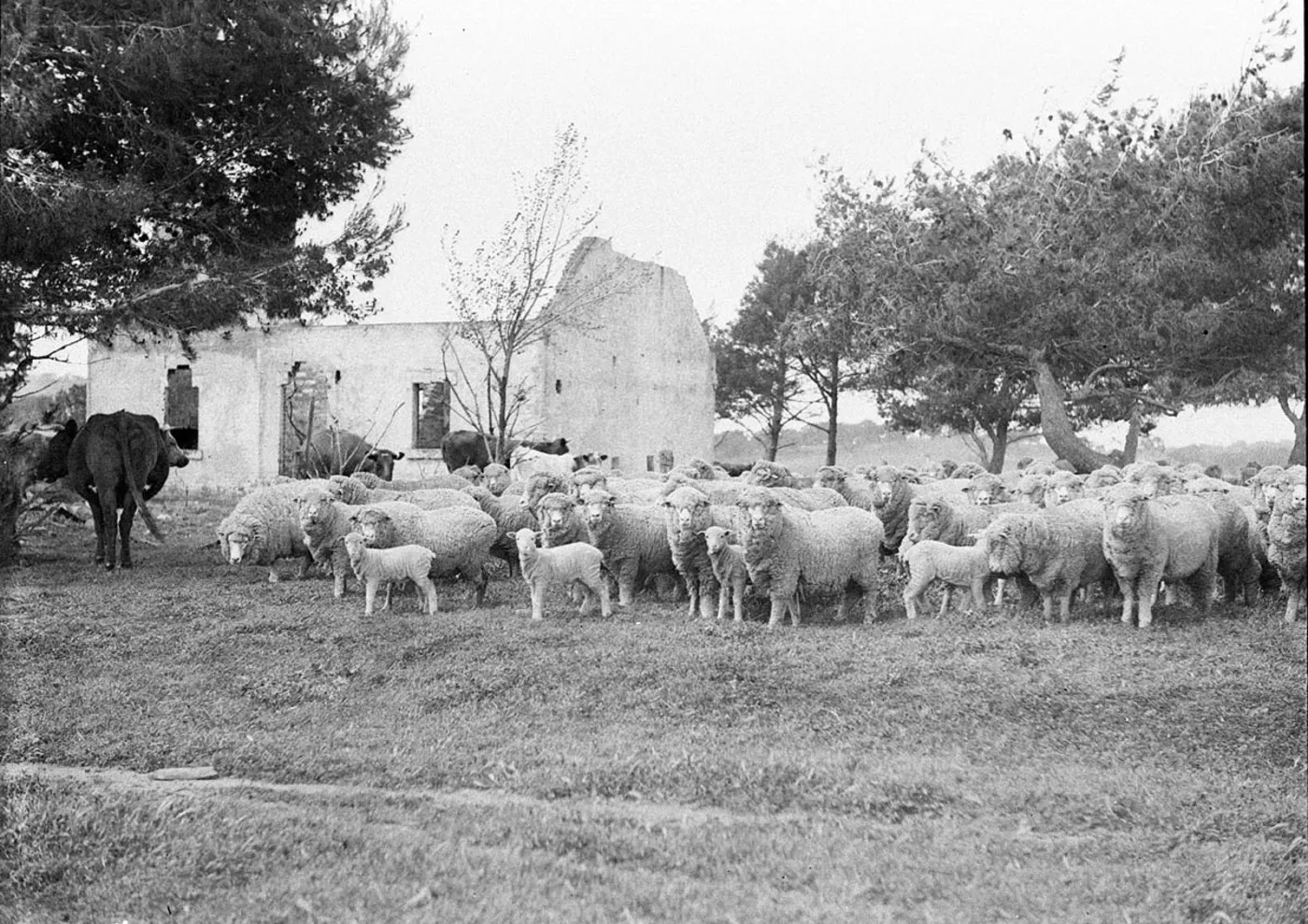 SLNSW 44280 A flock of Merino sheep on property at Yass.jpg