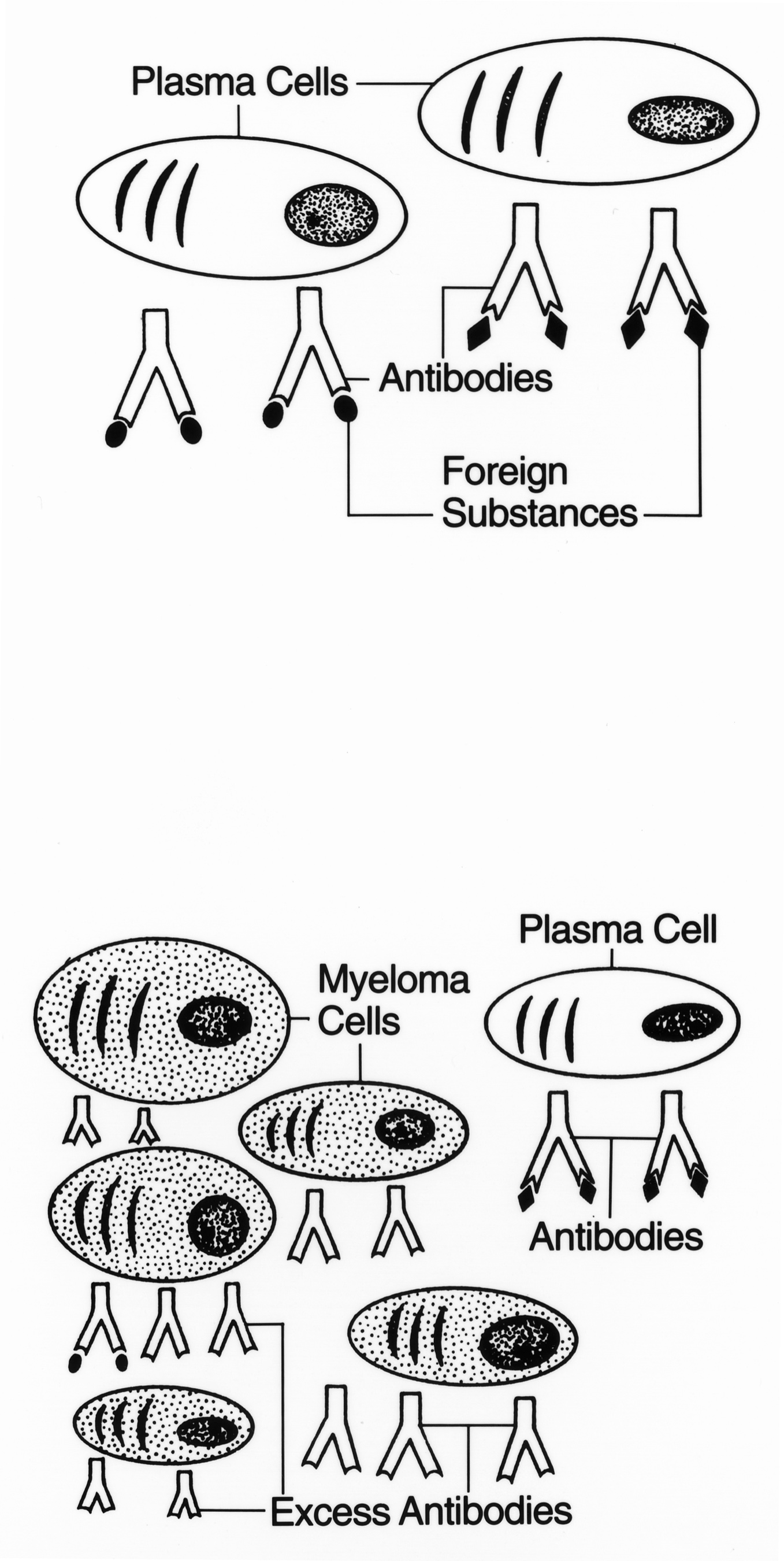 Normal plasma cells and myeloma cells.jpg
