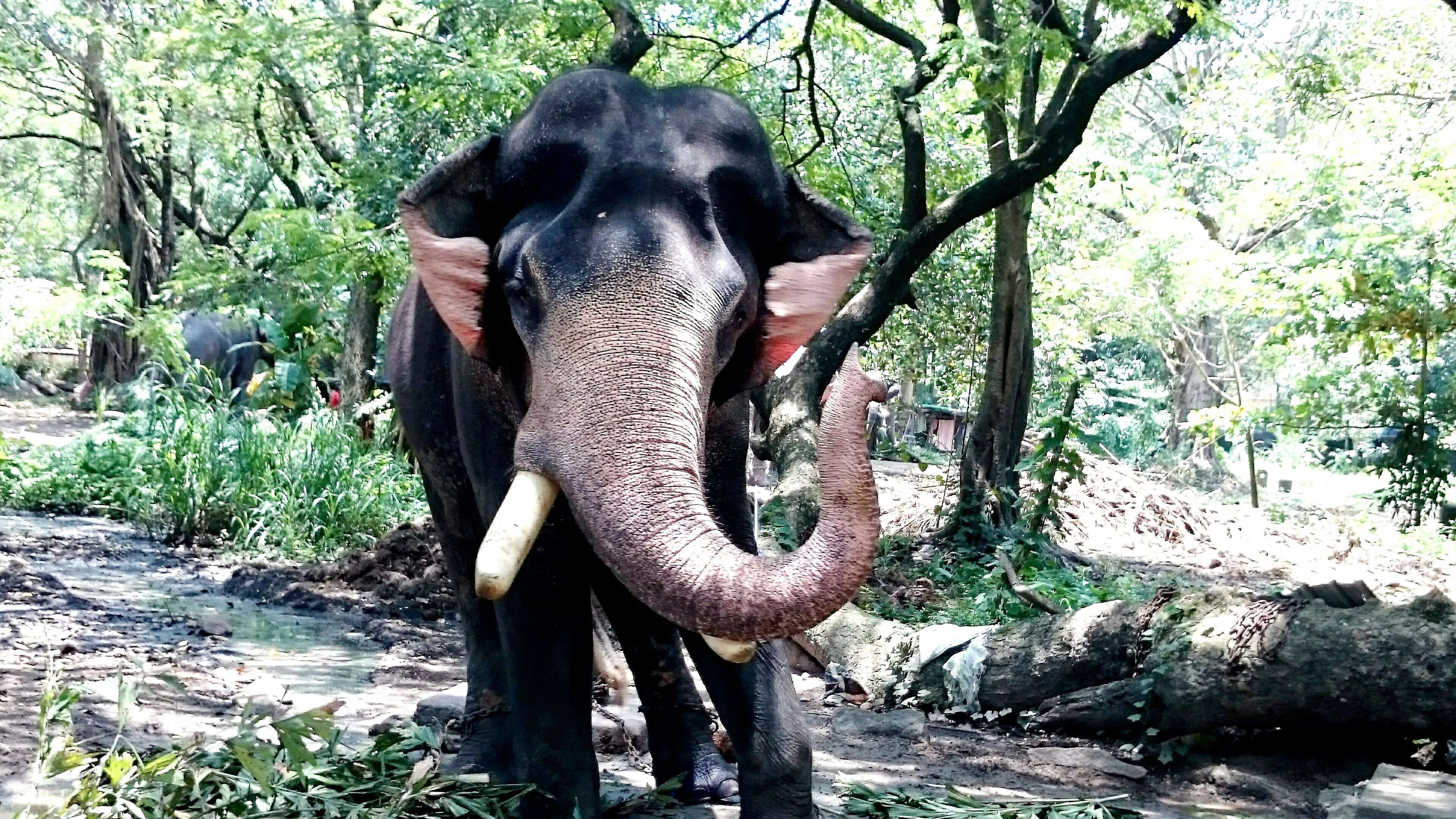 Elephant from Guruvayur elephant sanctuary (21048539049).jpg