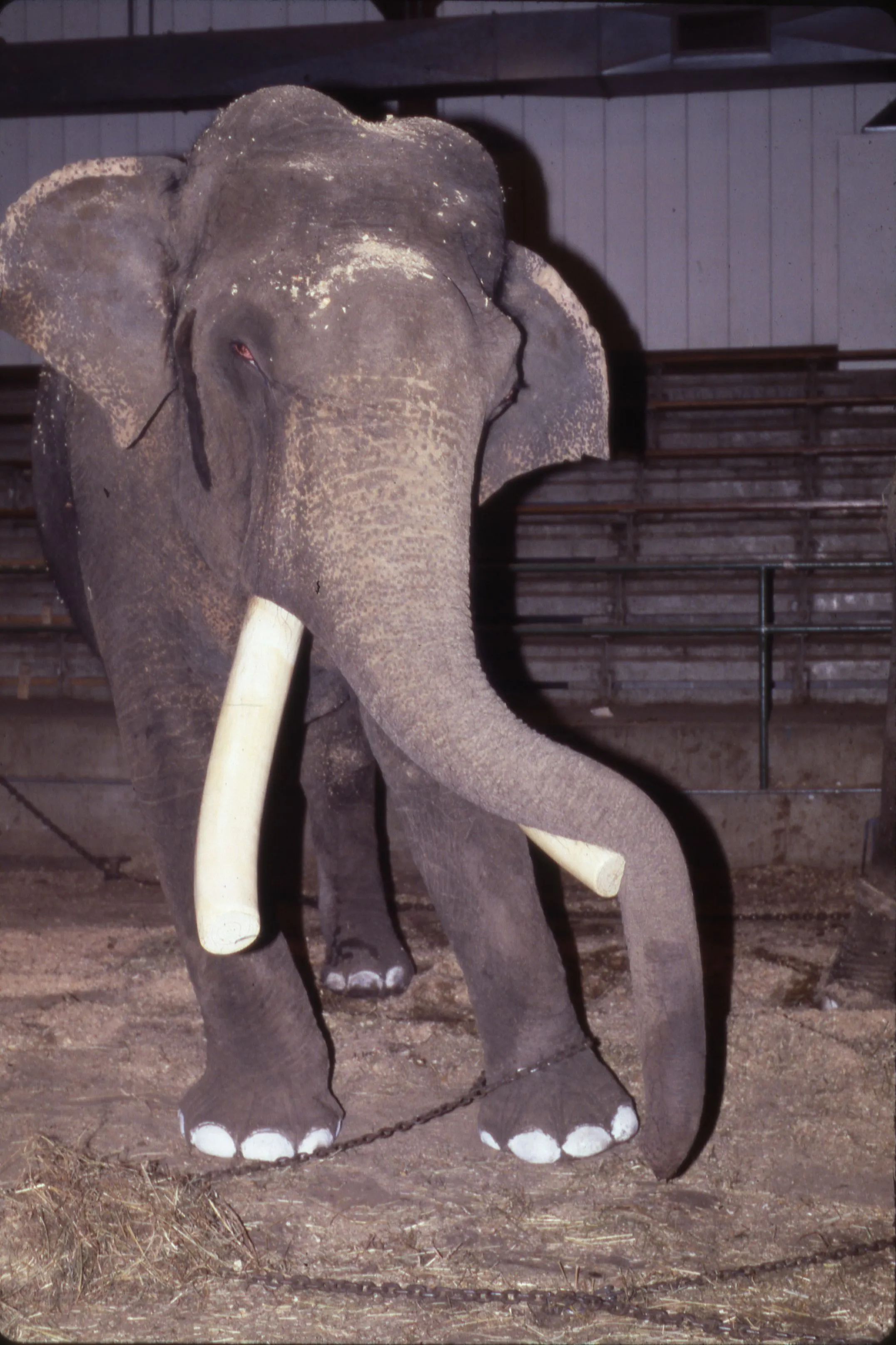 Aladdin Shrine Circus elephant - DPLA - 1d862312f53bf0ad357725b867aaccb0.jpg