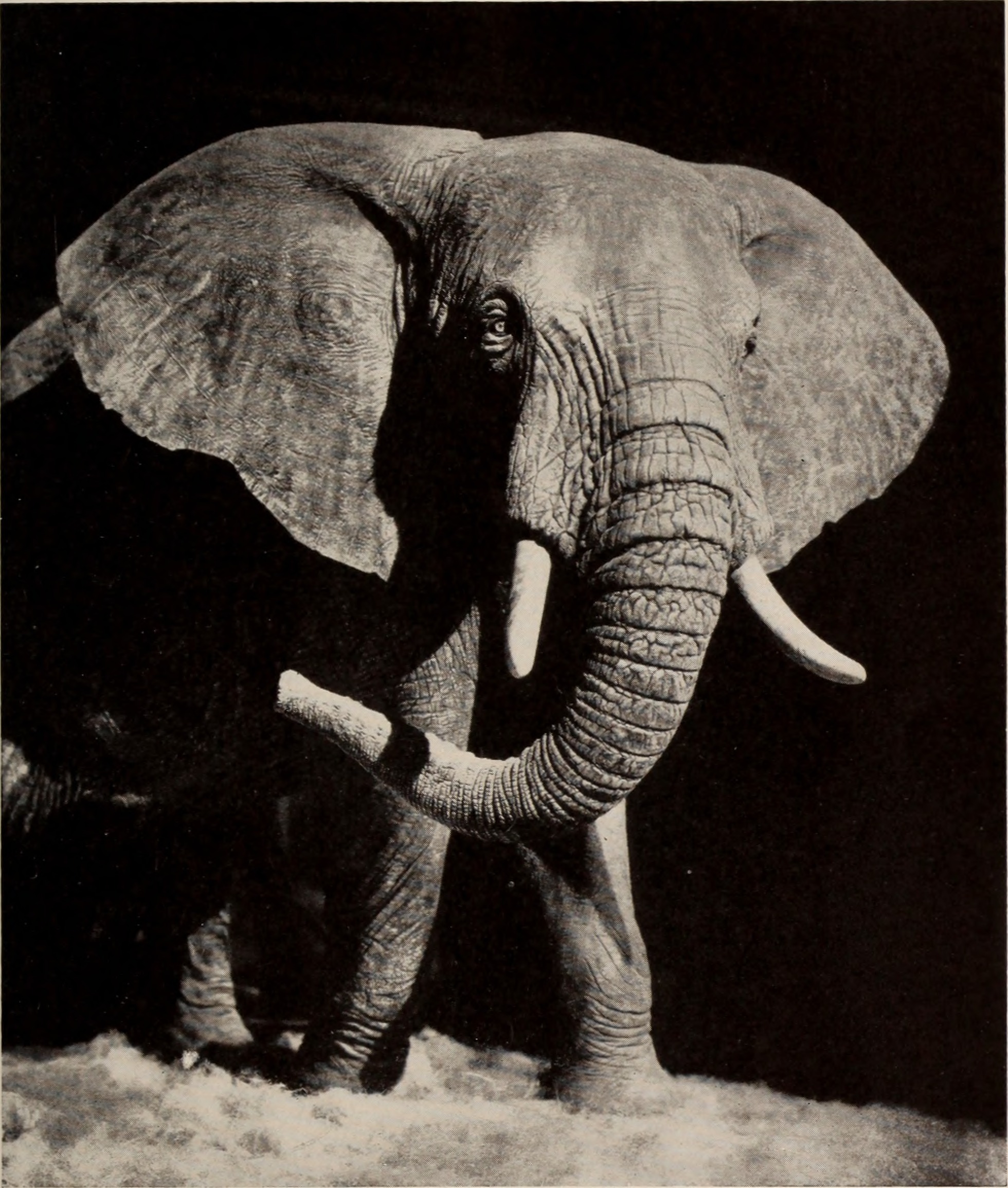 General guide to the exhibition halls of the American Museum of Natural History (1945) (14800219513).jpg